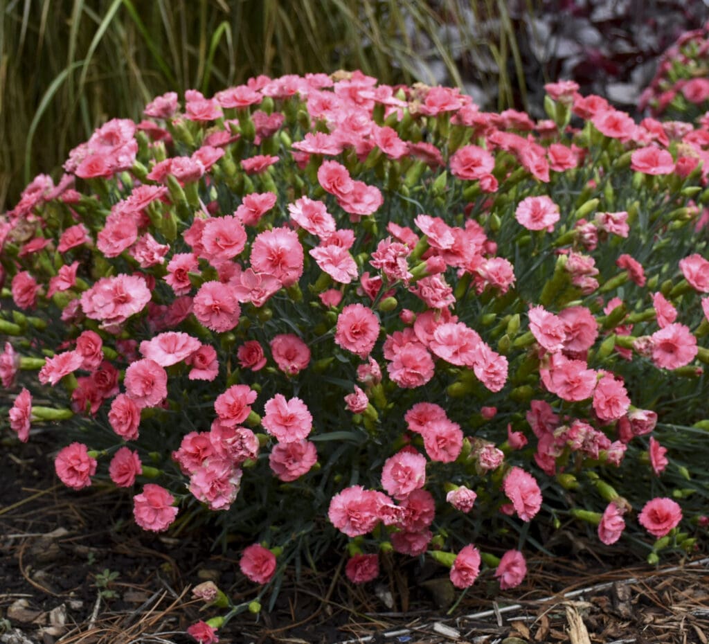Coral flowers of Classic Coral Dianthus Plants for sale near me in Lebanon PA.