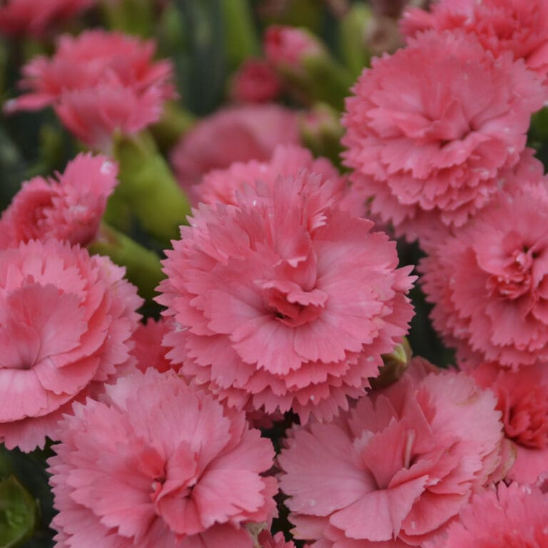 Classic Coral Dianthus