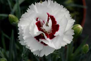 Coconut Surprise Dianthus