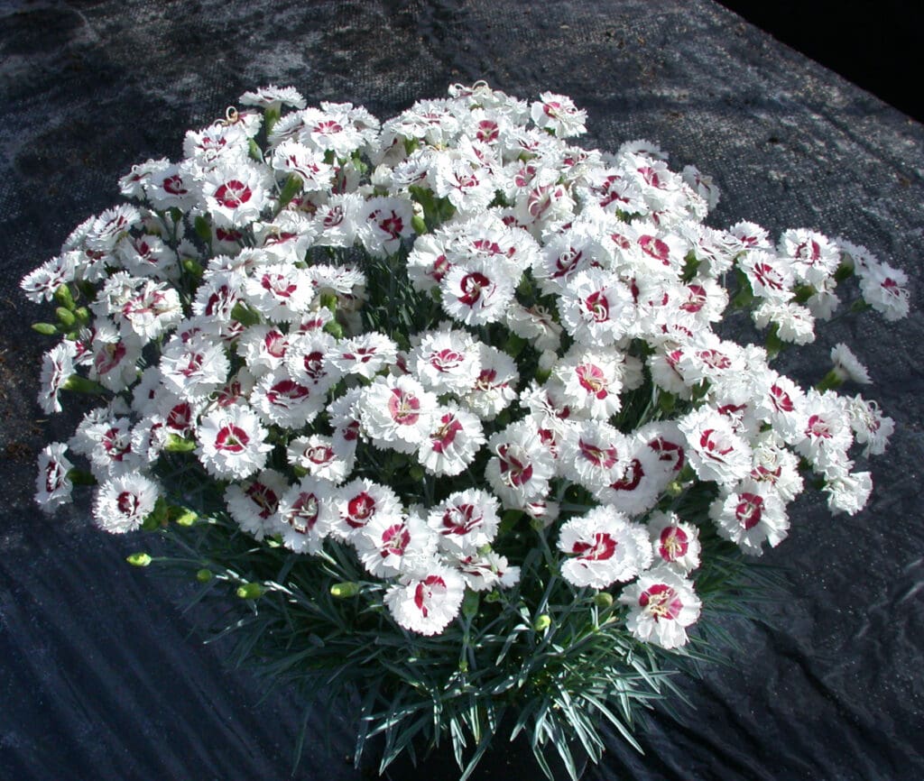 White flowers of Coconut Surprise Dianthus Plants for sale near me in Lebanon PA.