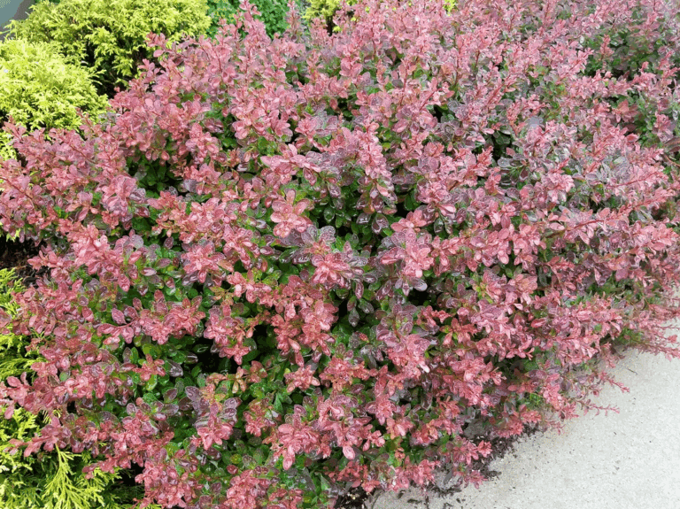 Berberis Crimson Cutie Barberry Plant