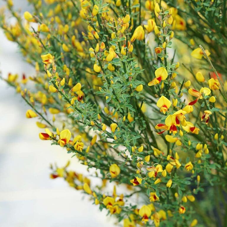 Cytisus Sister Disco Plant