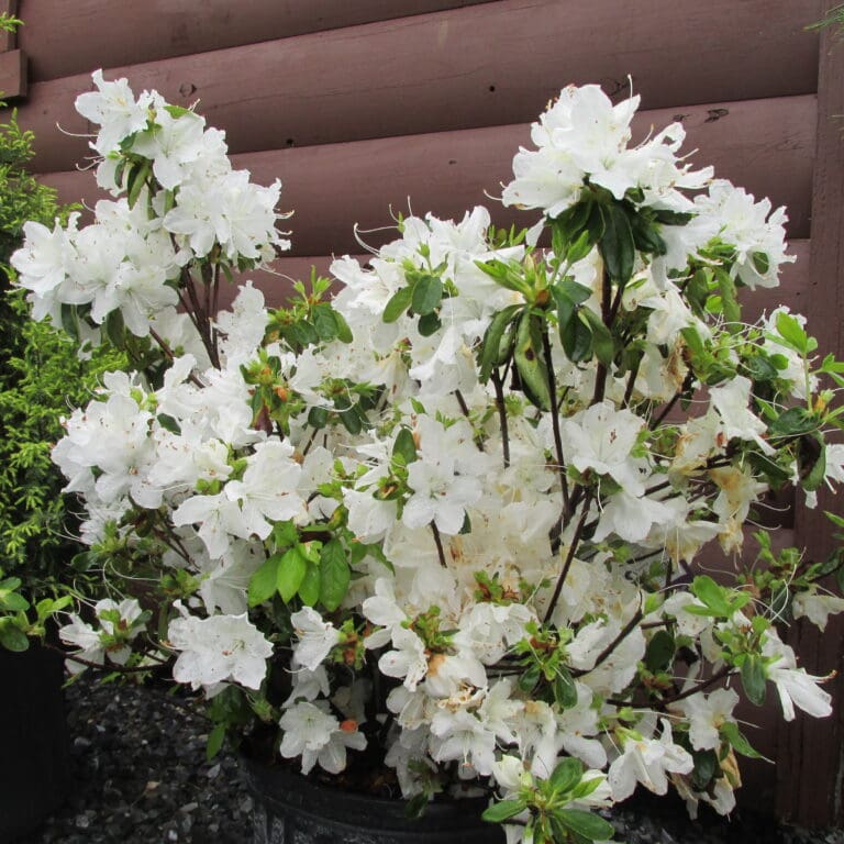Pleasant White Azalea Plant