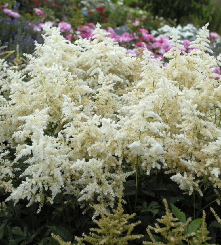 Deutschland Astilbe Plant