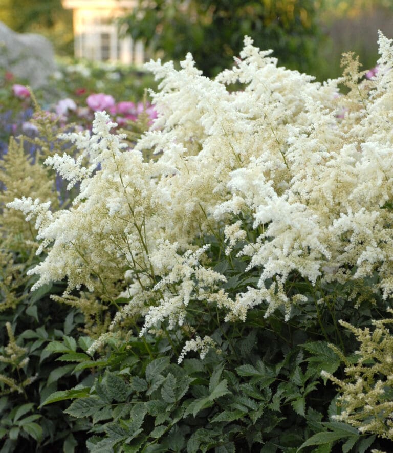 Deutschland Astilbe Plant