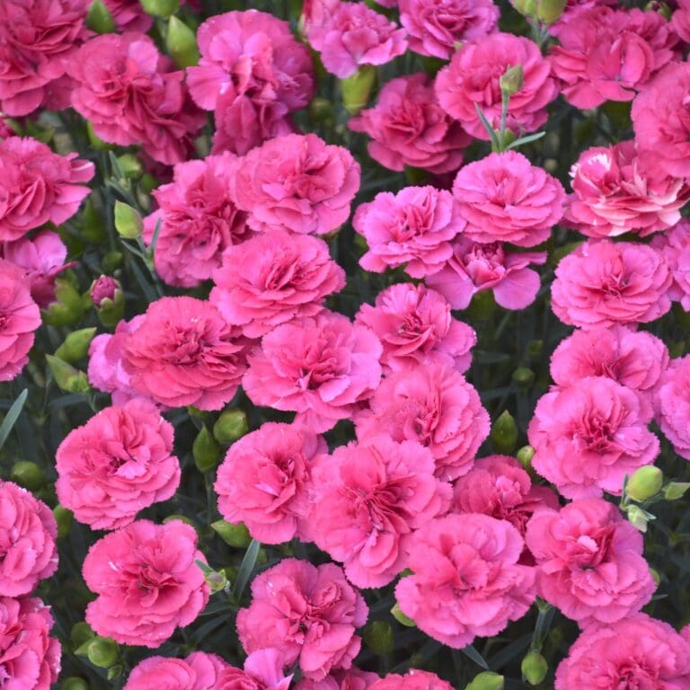Dianthus Double Bubble