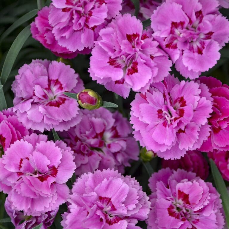 Dianthus Goody Gumdrops