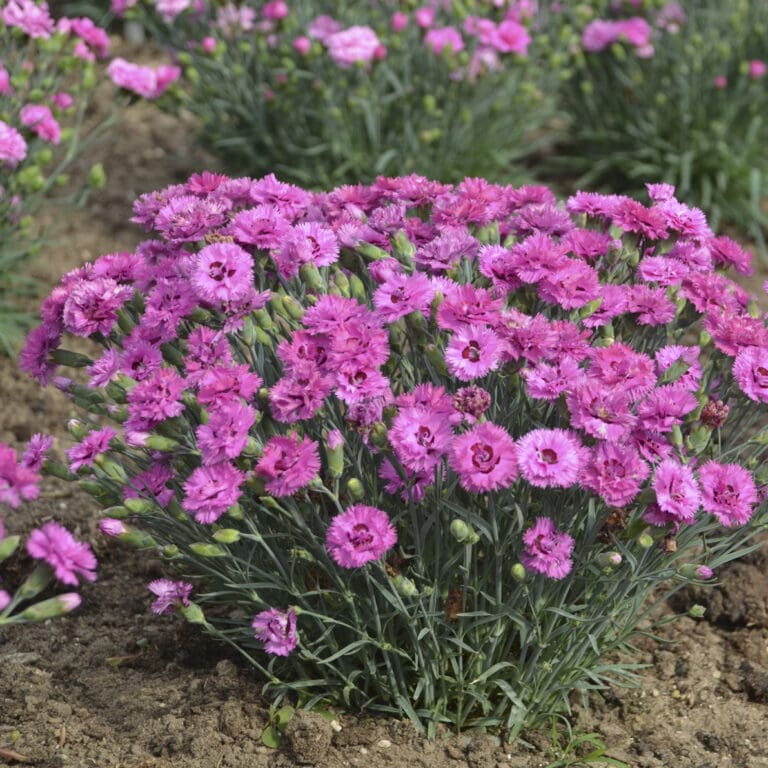 Dianthus Goody Gumdrops