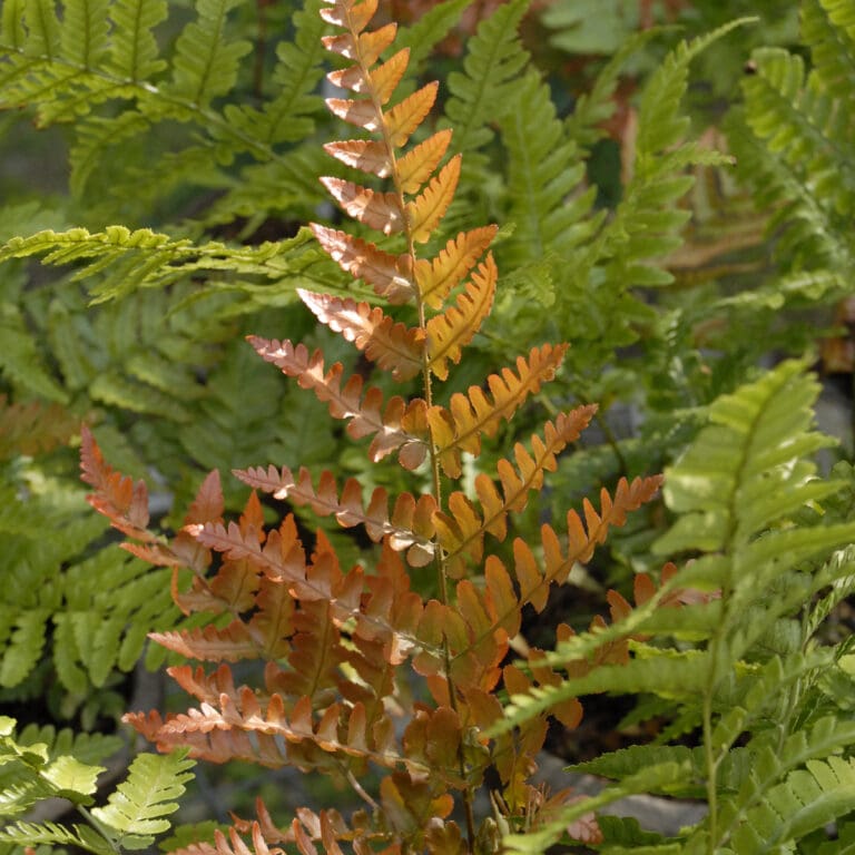 Brilliance Autumn Fern