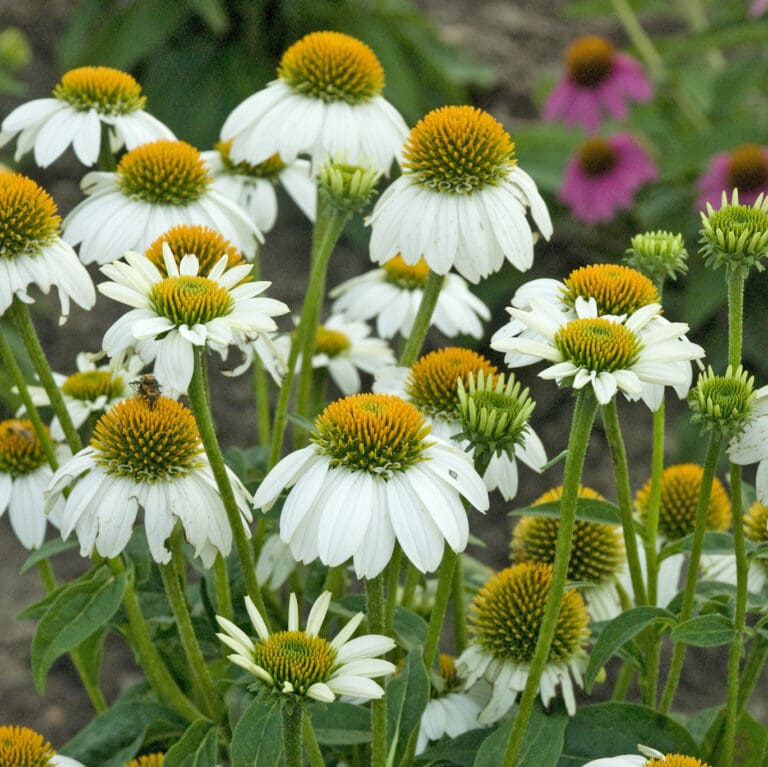 PowWow White Coneflower