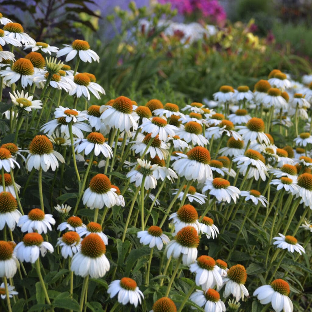 White flowers of PowWow White Coneflower Perennial Plants for sale near me in Lebanon PA.