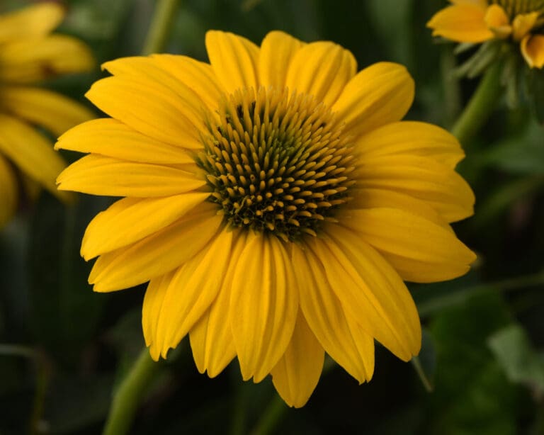 Sombrero Lemon Yellow Coneflower Plant