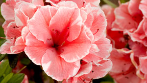 Bicolor Salmon flowers of a Autumn Sunburst reblooming Encore Azalea Plant for sale near me in Lebanon PA.