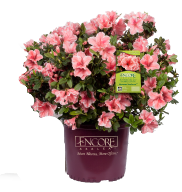 Autumn Sunburst Encore Azalea Plant