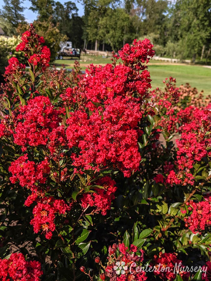 Enduring Summer Red Crapemyrtle Plant for sale near me in Lebanon PA.