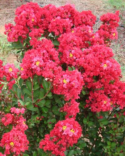 Enduring Summer Red Crapemyrtle