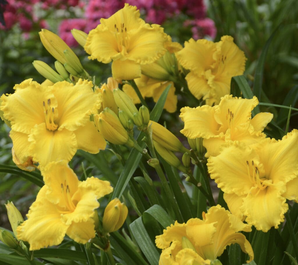Erin Lea Daylily Plant - Nolt's Garden Center