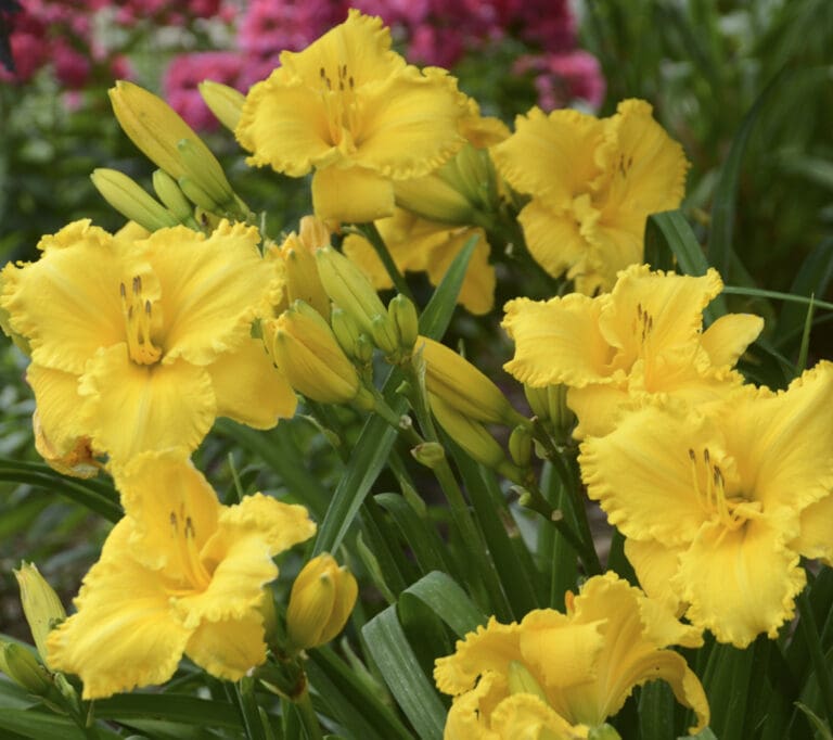 Erin Lea Daylily