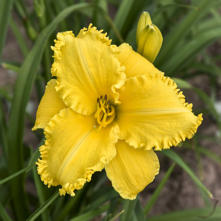Huge yellow flowers of Erin Lea Daylily Plants for sale near me in Lebanon PA.