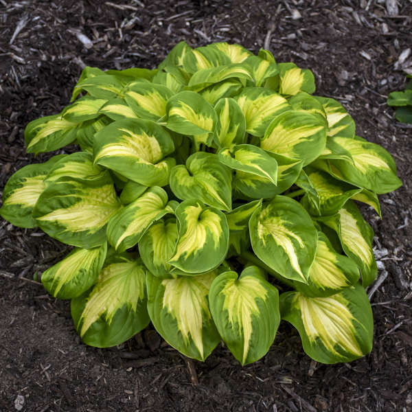 Gold and green foliage of Etched Glass Medium Hosta Plants for sale near me in Lebanon PA.