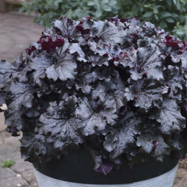 Black foliage of Evening Gown Coral Bells Plants for sale near me in Lebanon PA.