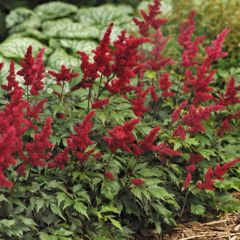Fanal Astilbe Plant