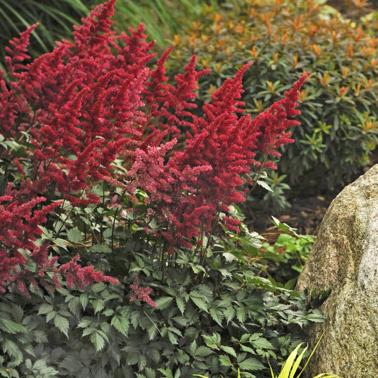 Fanal Astilbe Plant