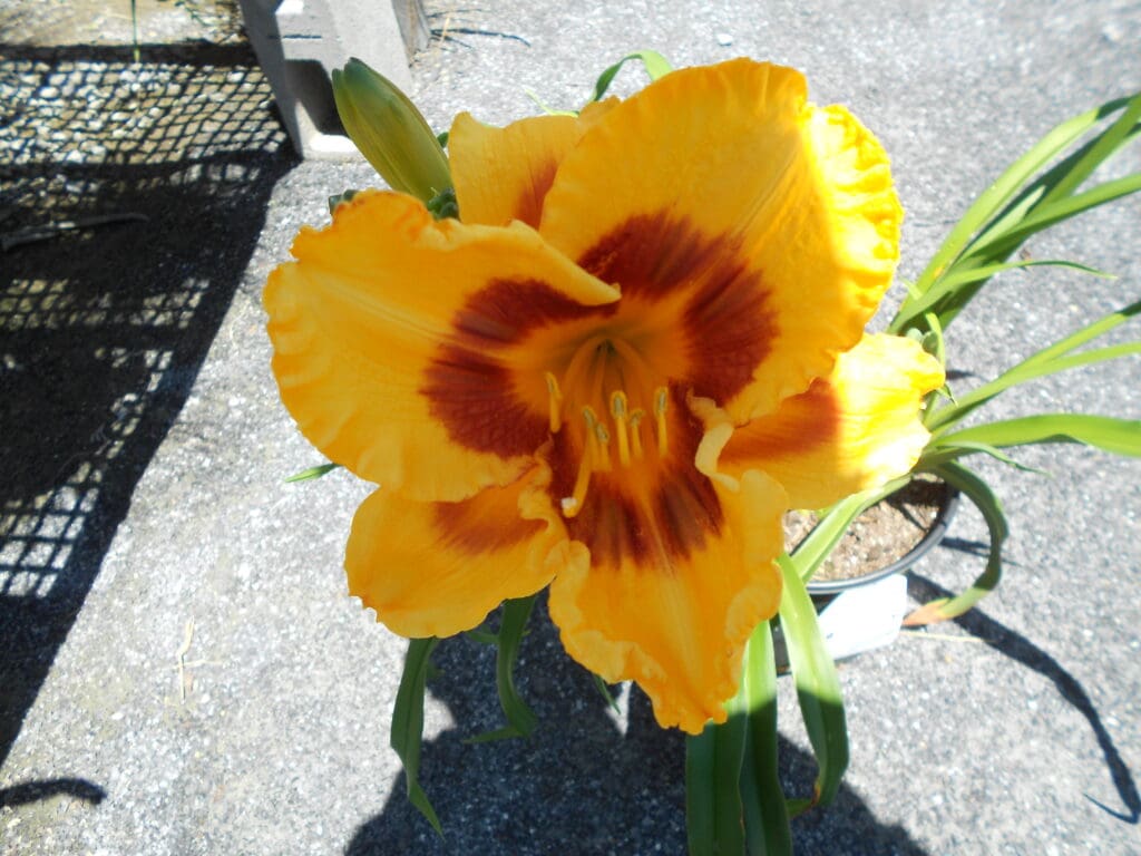 Orange-red flowers of Fooled Me Daylily Plants for sale near me in Lebanon PA.