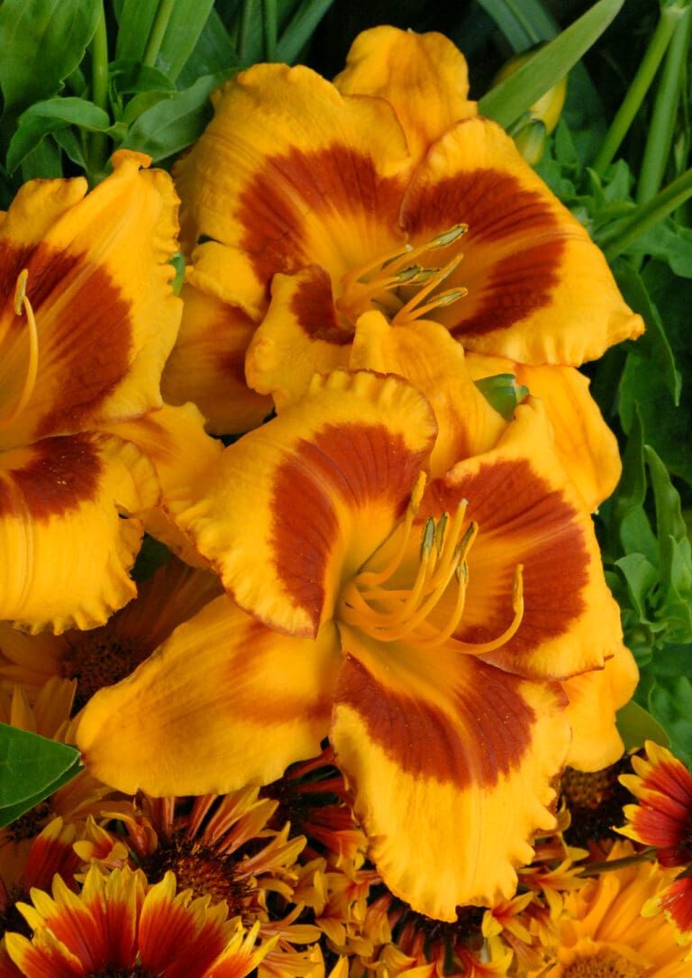 Fooled Me Daylily