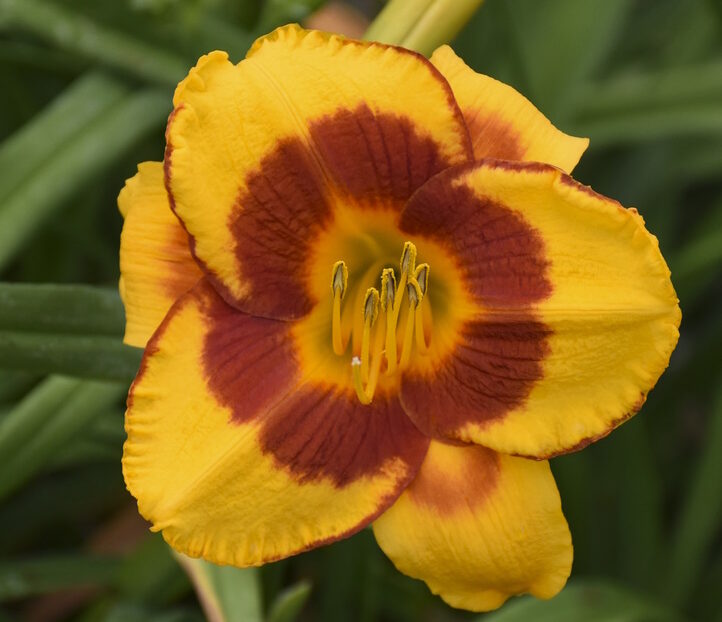 Fooled Me Daylily