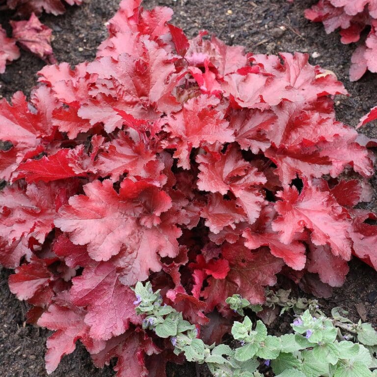 Forever Red Coral Bells