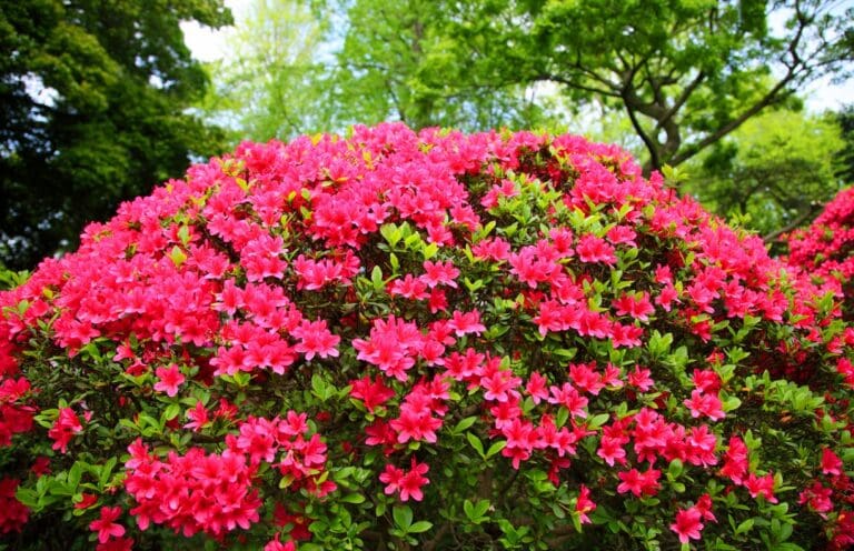 Girard Crimson Azalea Plant
