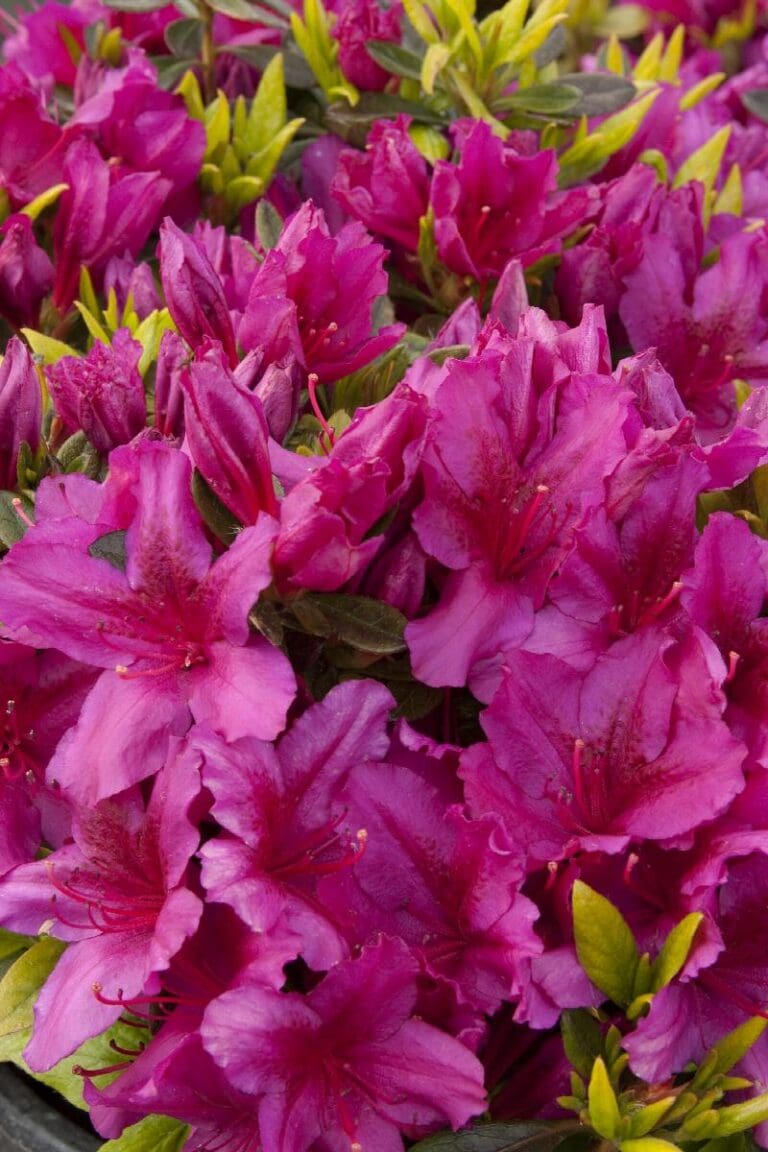 Girard Fuchsia Azalea Plant
