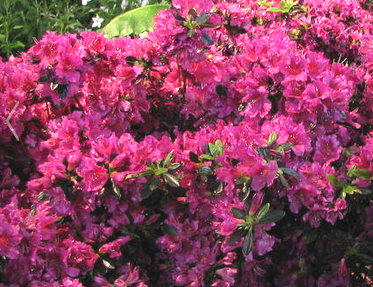 Girard Fuchsia Azalea Plant