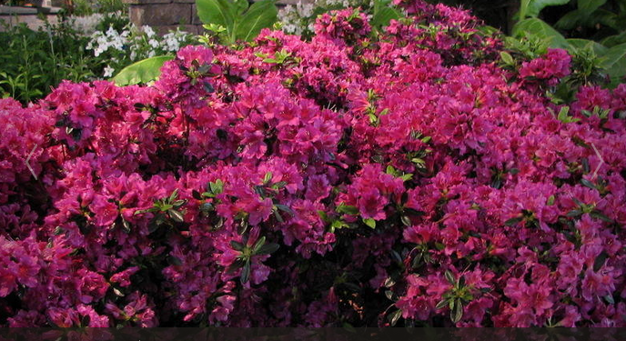 Girard Fuchsia Azalea Plant