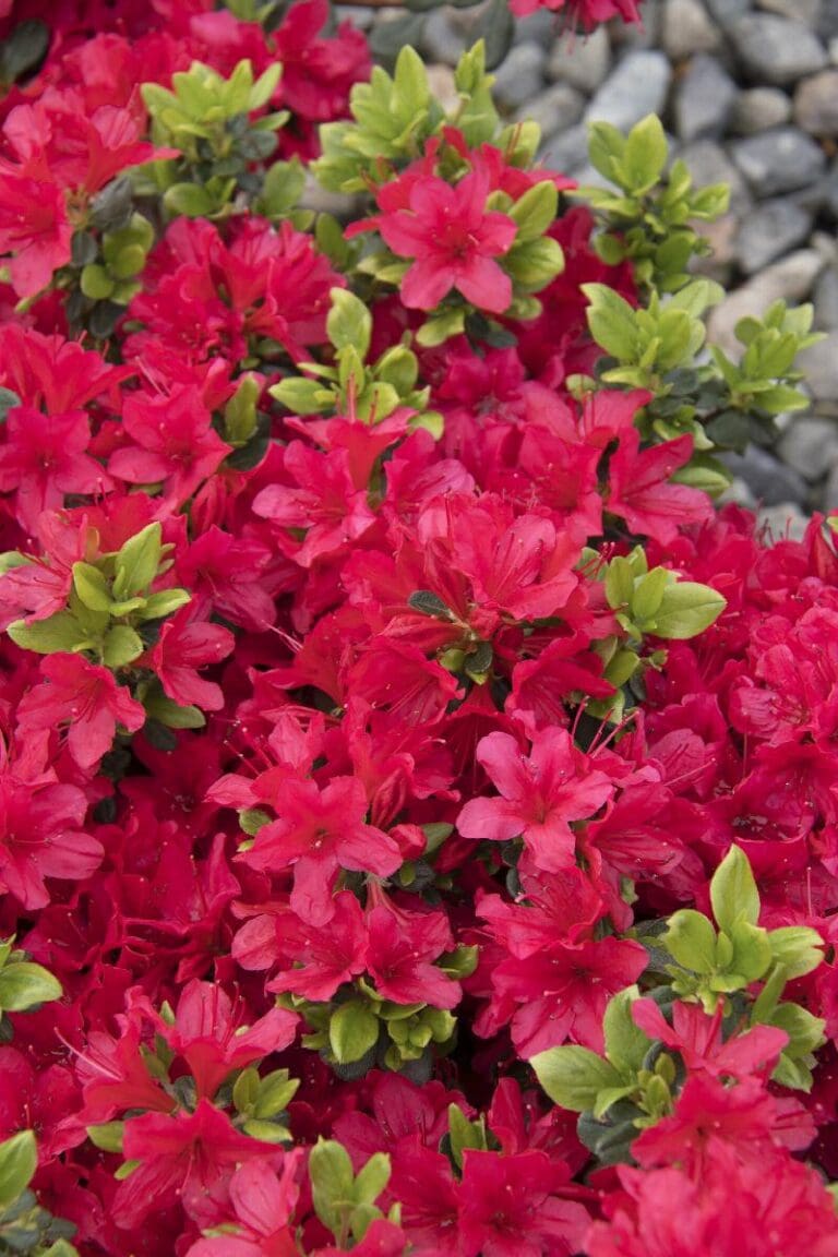 Girard Crimson Azalea Plant