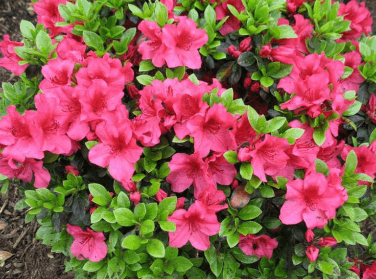 Girard Crimson Azalea Plant