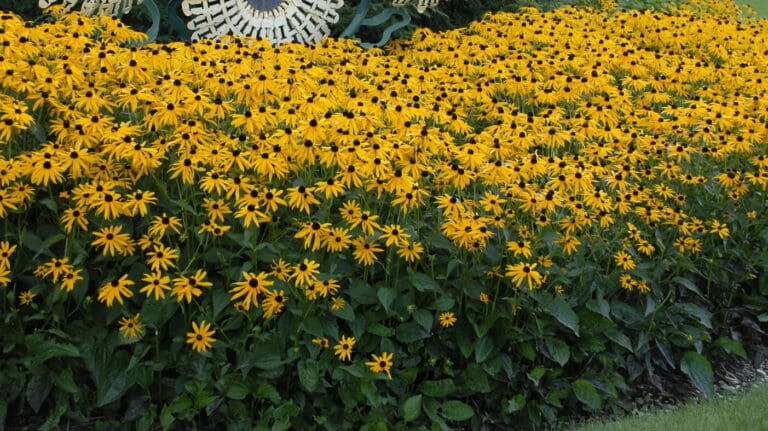 Goldsturm Rudbeckia Black-eyed Susan Plant