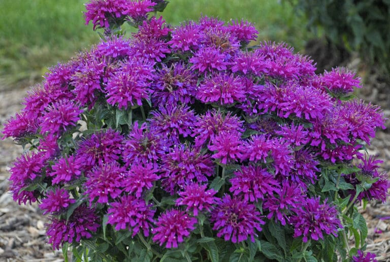 Grape Gumball Bee Balm Plant