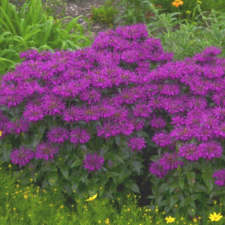 Grape Gumball Bee Balm Plant