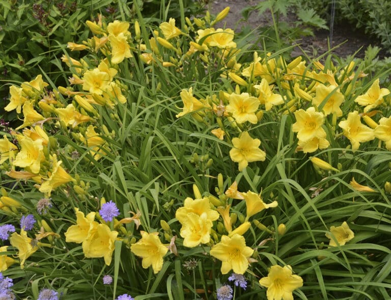 Happy Returns Daylily