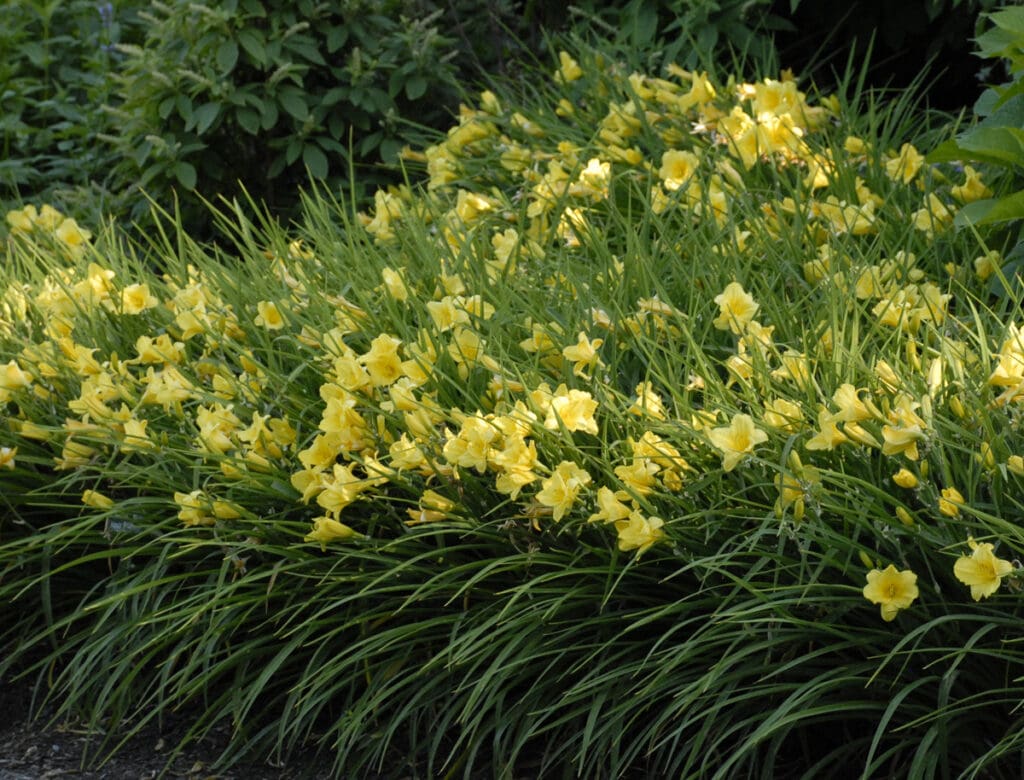 Lemon Yellow flowers of Happy Returns Daylily Plants for sale near me in Lebanon PA.