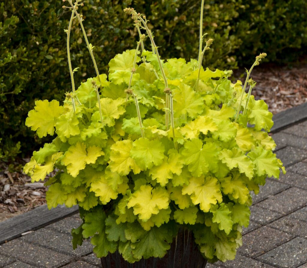 Chartreuse foliage of Lemon Love Coral Bells Plants for sale near me in Lebanon PA.