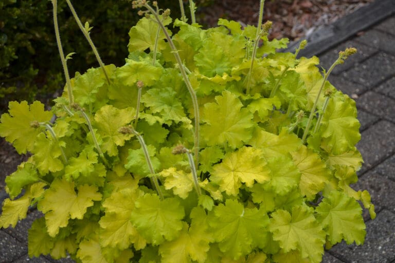 Heuchera Lemon Love Coral Bells