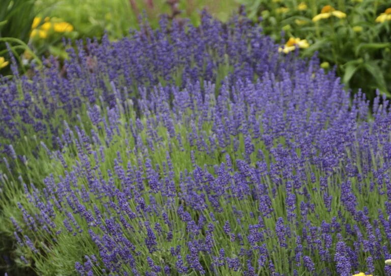 Hidcote English Lavender