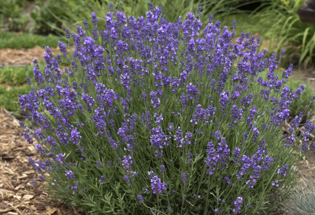 Purple flowers of Hidcote English Lavender Plants for sale near me in Lebanon PA.