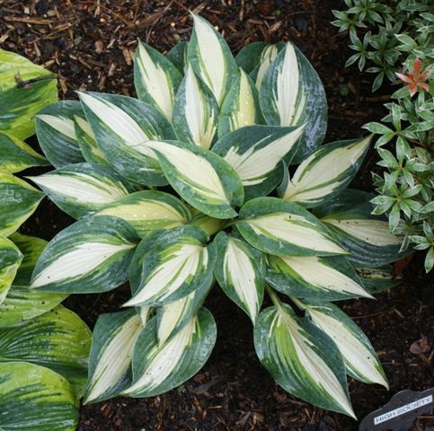 White & green variegated foliage of High Society Small Hosta Plants for sale near me in Lebanon PA.