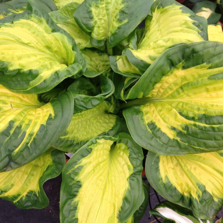 Etched Glass Medium Hosta