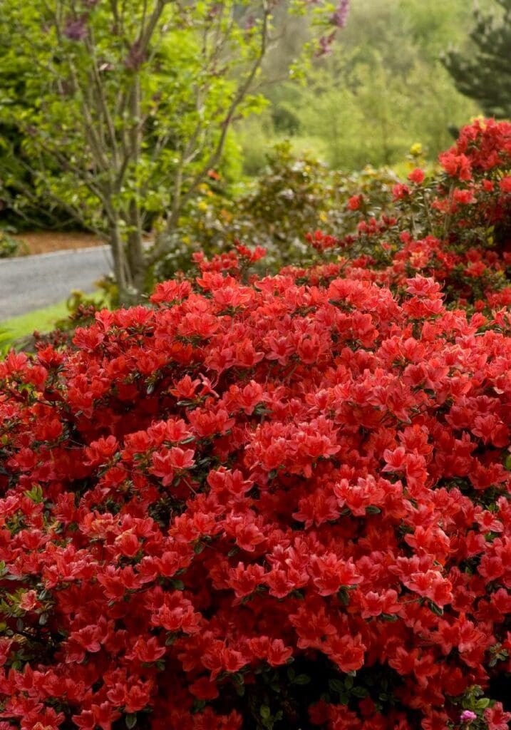 Bright red flowers of a Hot Shot Azalea Plant for sale near me in Lebanon PA.