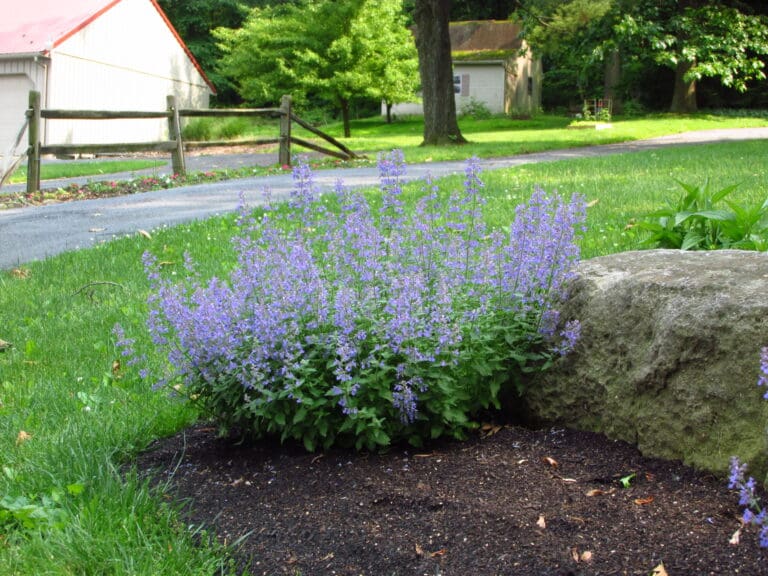 Junior Walker Catmint Plant